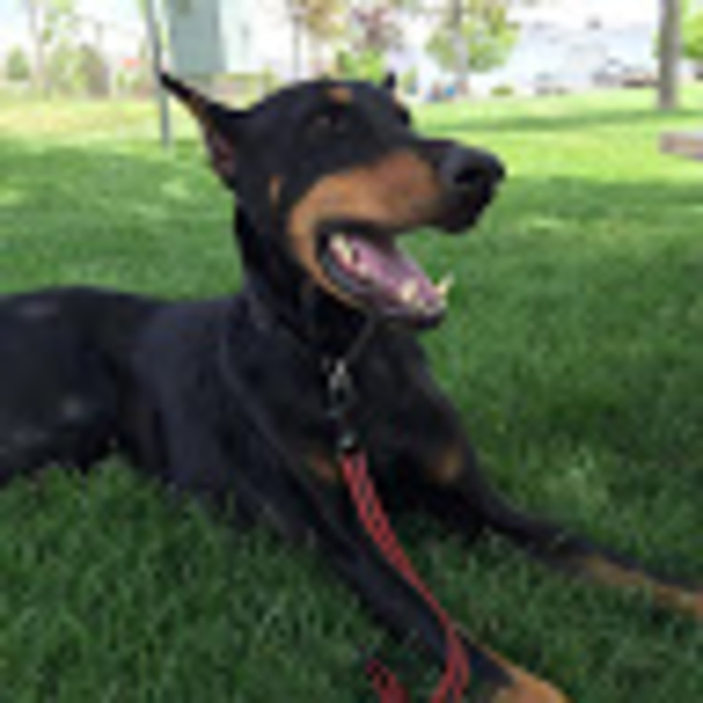 Meet your Posher, Dobe